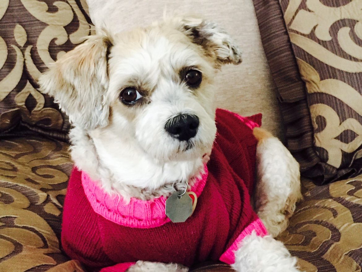 KEEP YOUR PETS FOREVER YOUNG